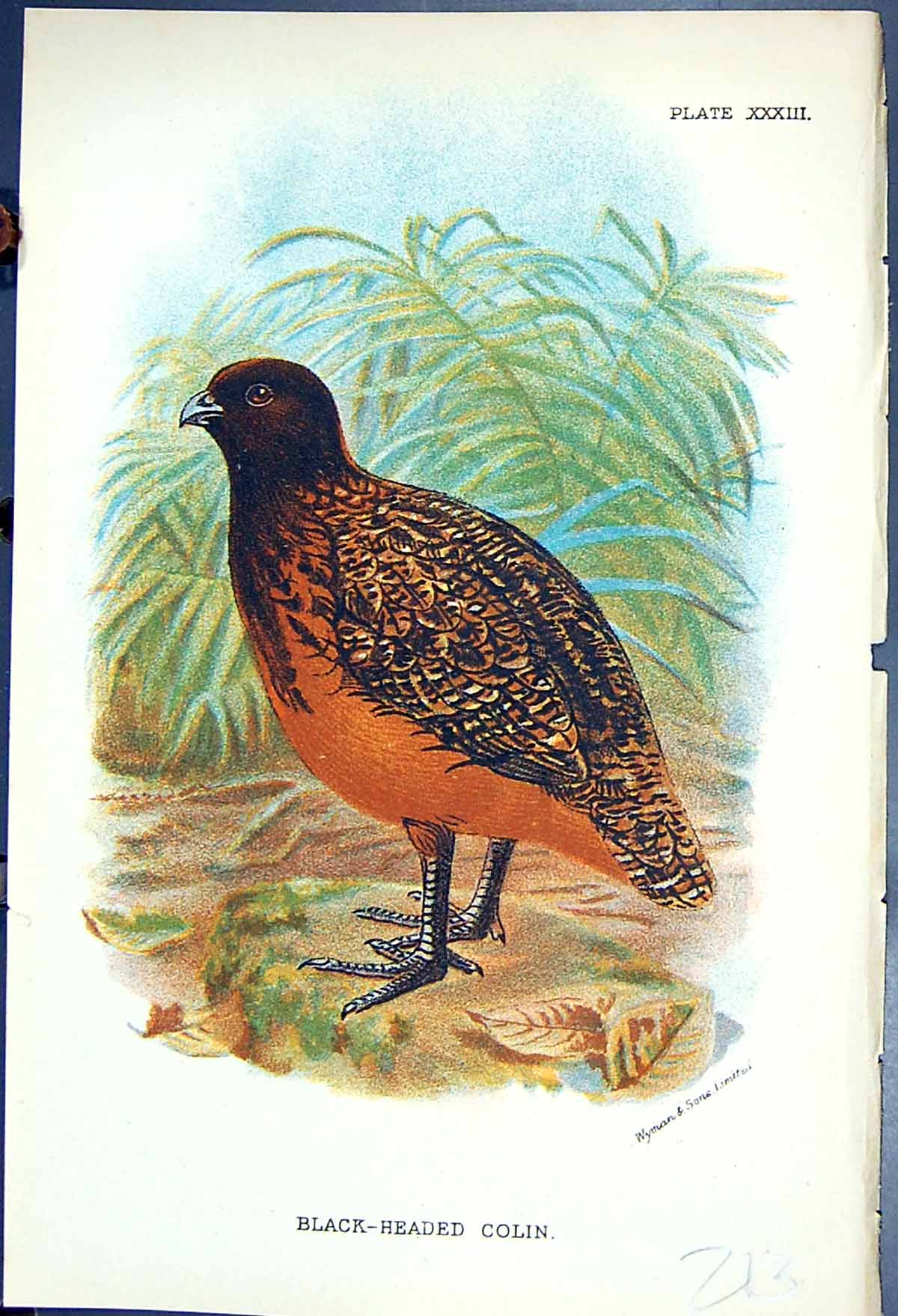 Antique Print 1897 Lloyd Sharpe Colour Game Birds Black-Headed Colin Wyman 19th