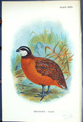 Original Old Antique Print Grayson'S Colin 1897 Lloyd Sharpe Colour Game Birds