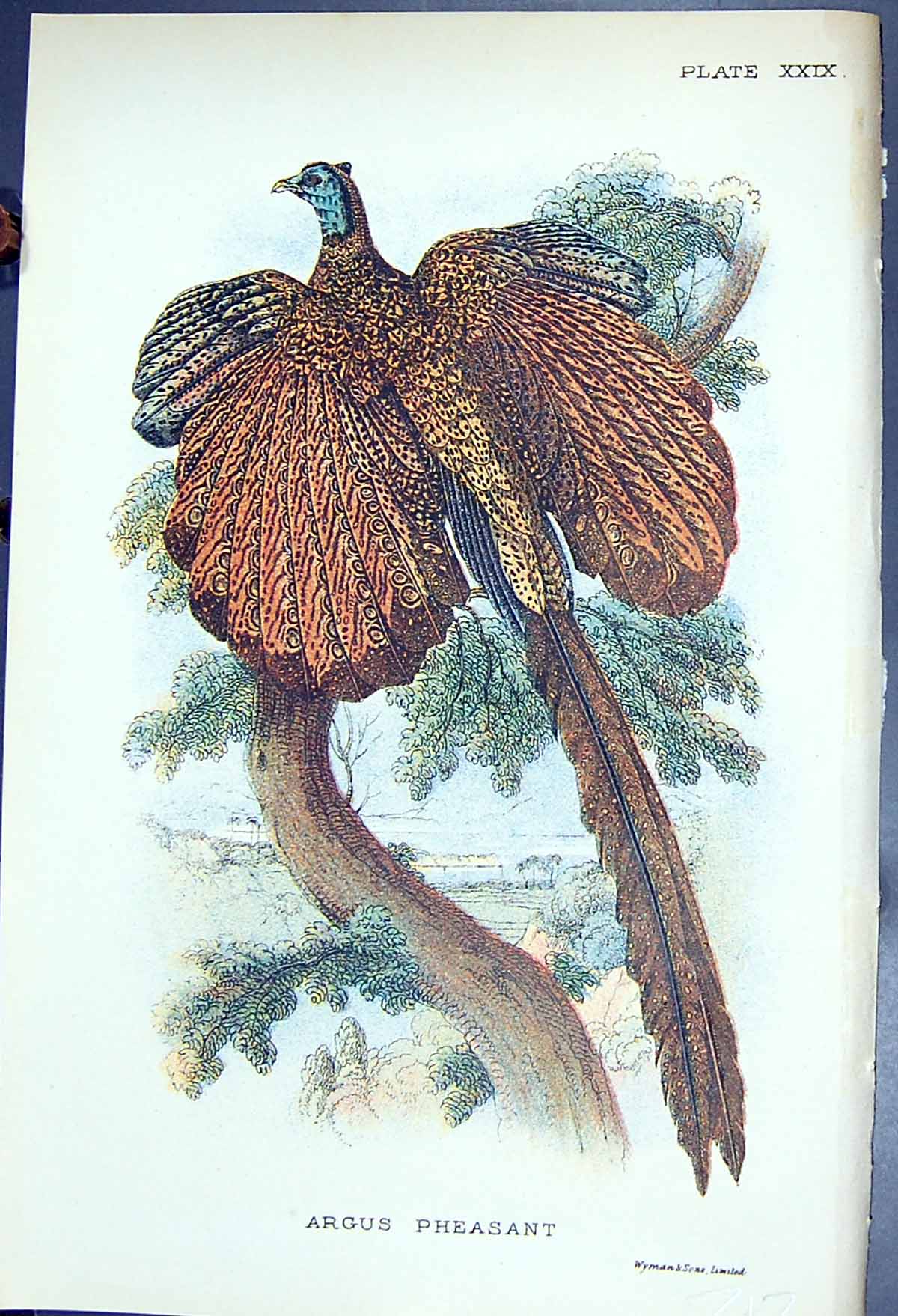Antique Old Print 1897 Lloyd Sharpe Colour Game Birds Argus Pheasant Wyman 19th