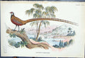 Antique Old Print Reeves'S Pheasant Wyman 1897 Lloyd Sharpe Colour Game Birds