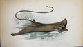 Original Old Antique Print Eagle Ray Couch Colour British Fish 1862 Victorian