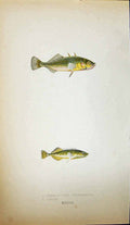Old Print Three-Spined Stickleback Tinker Couch Colour British Fish 1862 19th