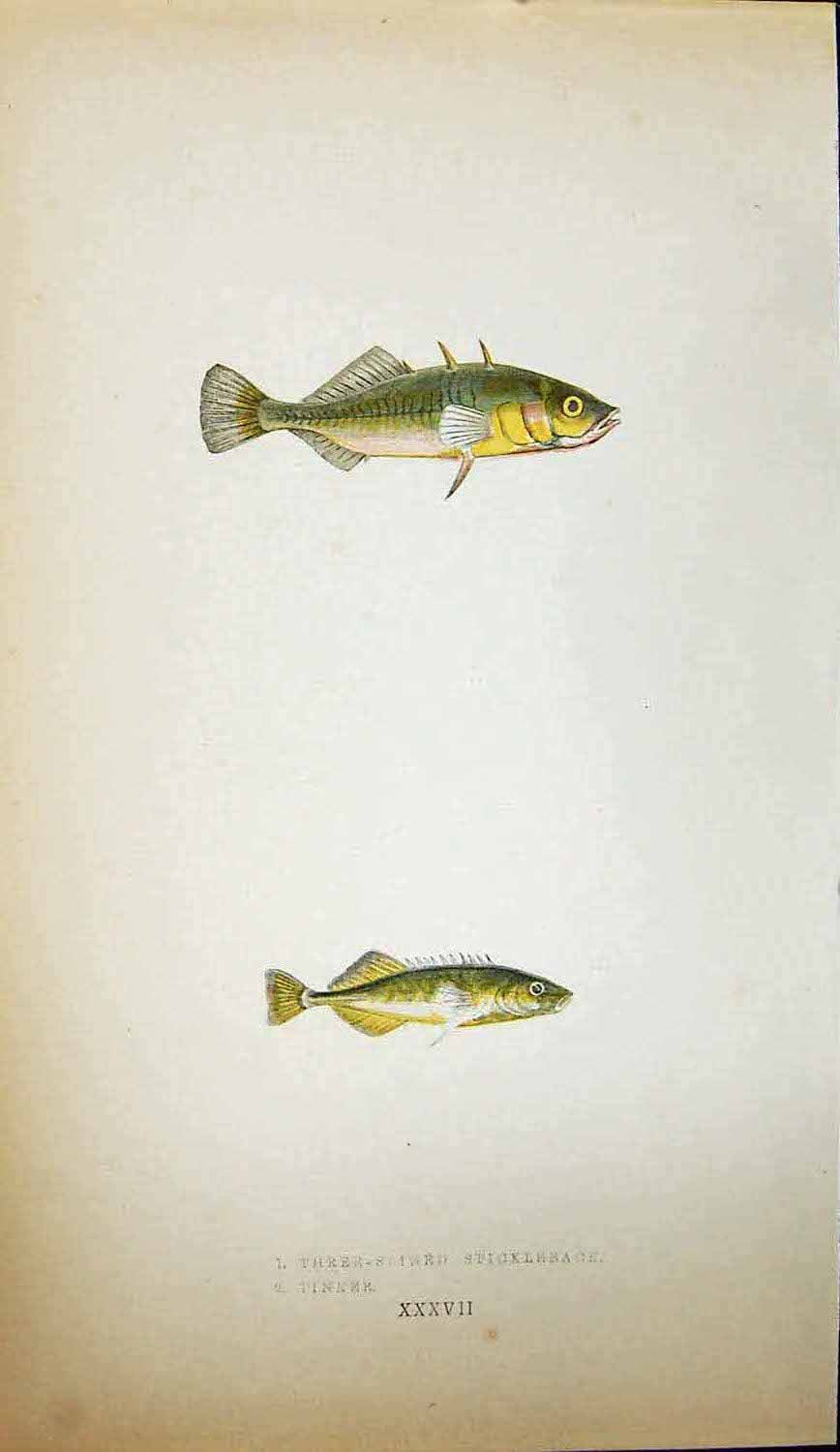 Old Print Three-Spined Stickleback Tinker Couch Colour British Fish 1862 19th