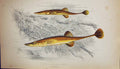 Antique Old Print Couch Colour British Fish 1862 Fifteen-Spined Stickleback