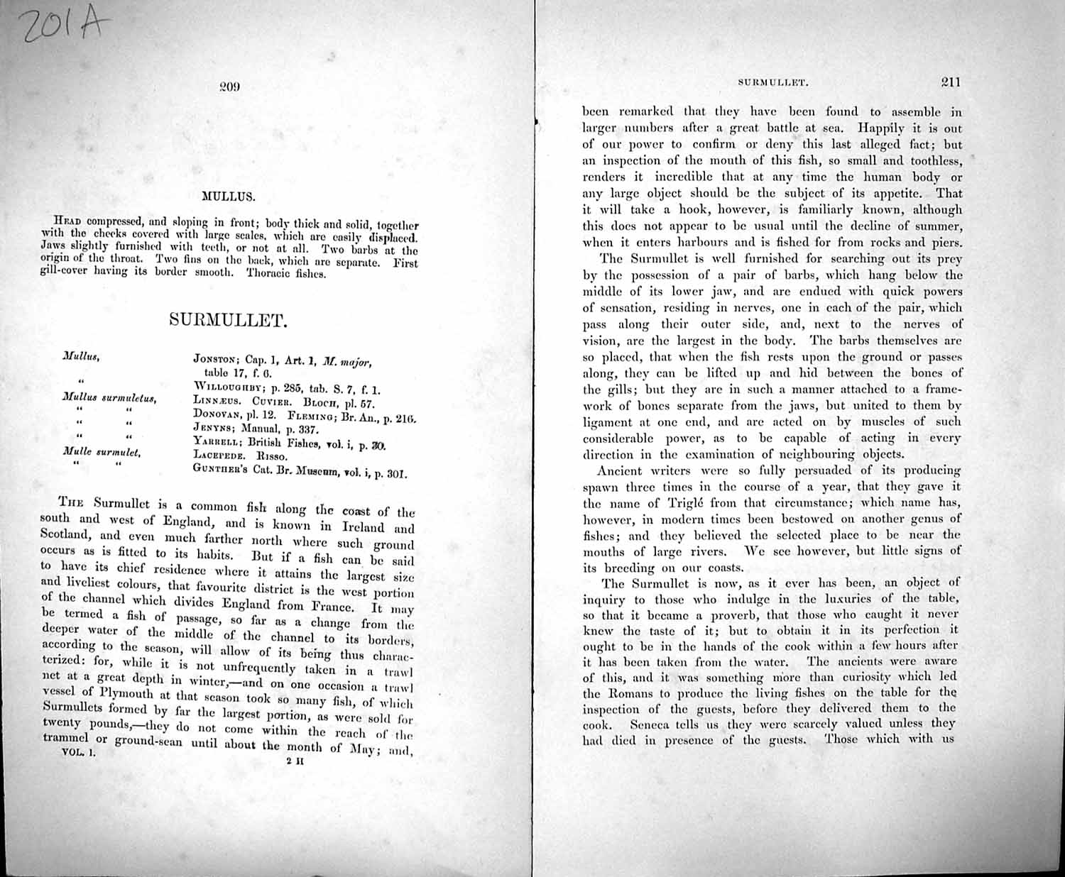 Original Old Antique Print Couch Text Pages British Fish 1862 Mullus Surmullet