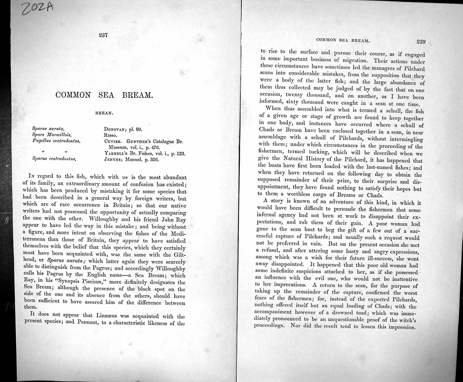Antique Old Print Couch Text Pages British Fish 1862 Coomon Sea Bream Brean