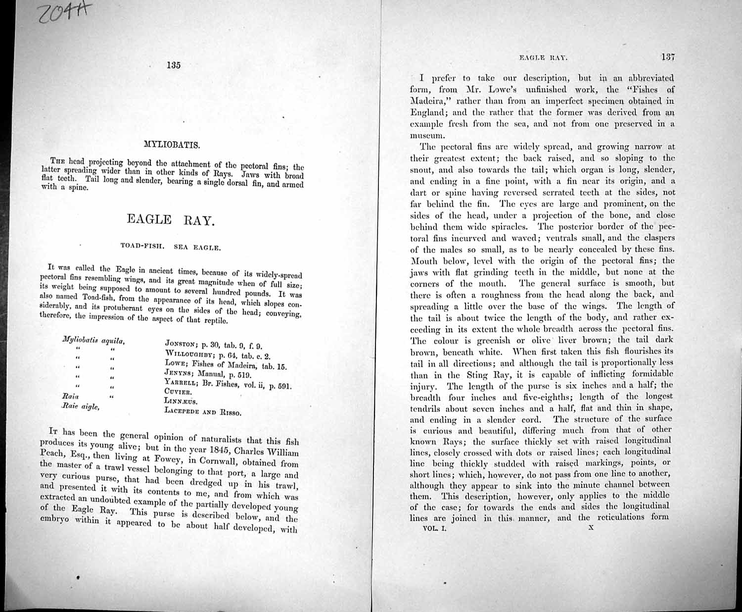 Old Couch Text Pages British Fish 1862 Myliobatis Sea Eagle Ray Toad- 19th
