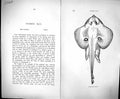 Old Print Couch Text Pages British Fish 1862 Cuckoo Ray Nobis Miraletus 19th