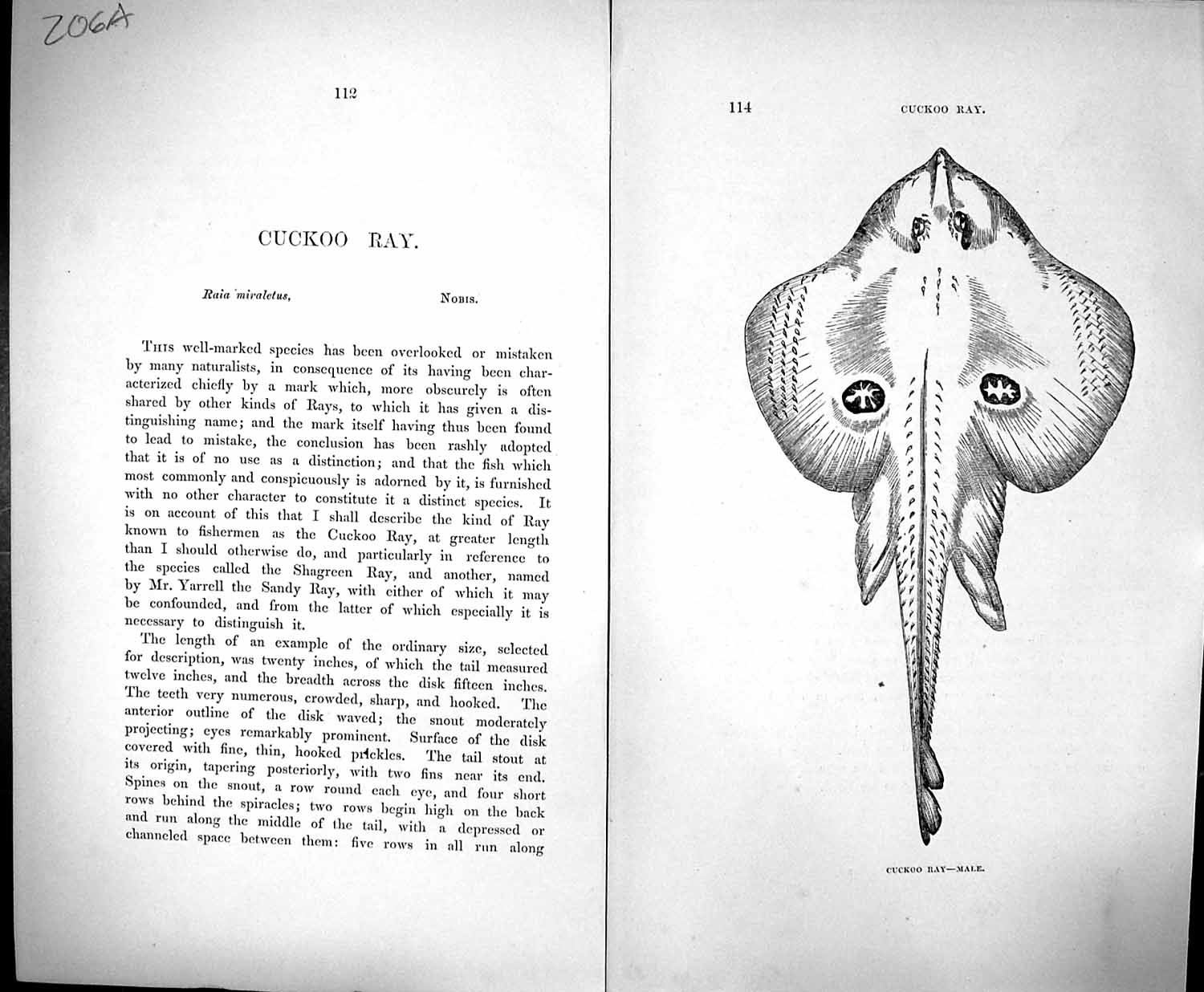 Old Print Couch Text Pages British Fish 1862 Cuckoo Ray Nobis Miraletus 19th