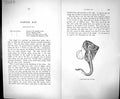 Old Couch Text Pages British Fish 1862 Painted Small-Eyed Ray Microce 19th