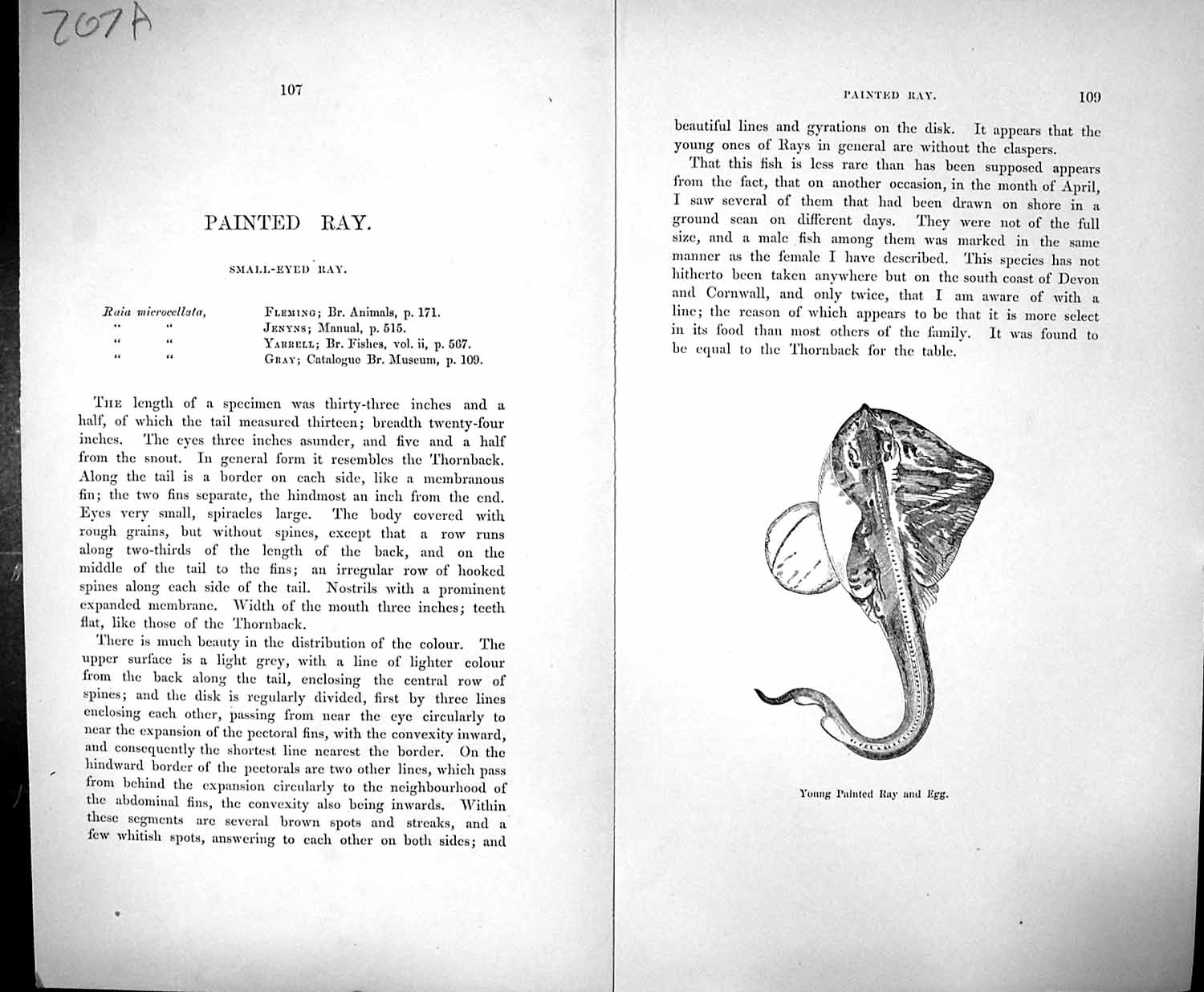 Old Couch Text Pages British Fish 1862 Painted Small-Eyed Ray Microce 19th