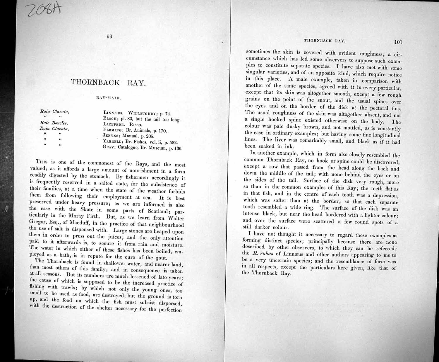 Old Skeleton Thornback Ray Ray-Maid Couch Text Pages British Fish 186 19th