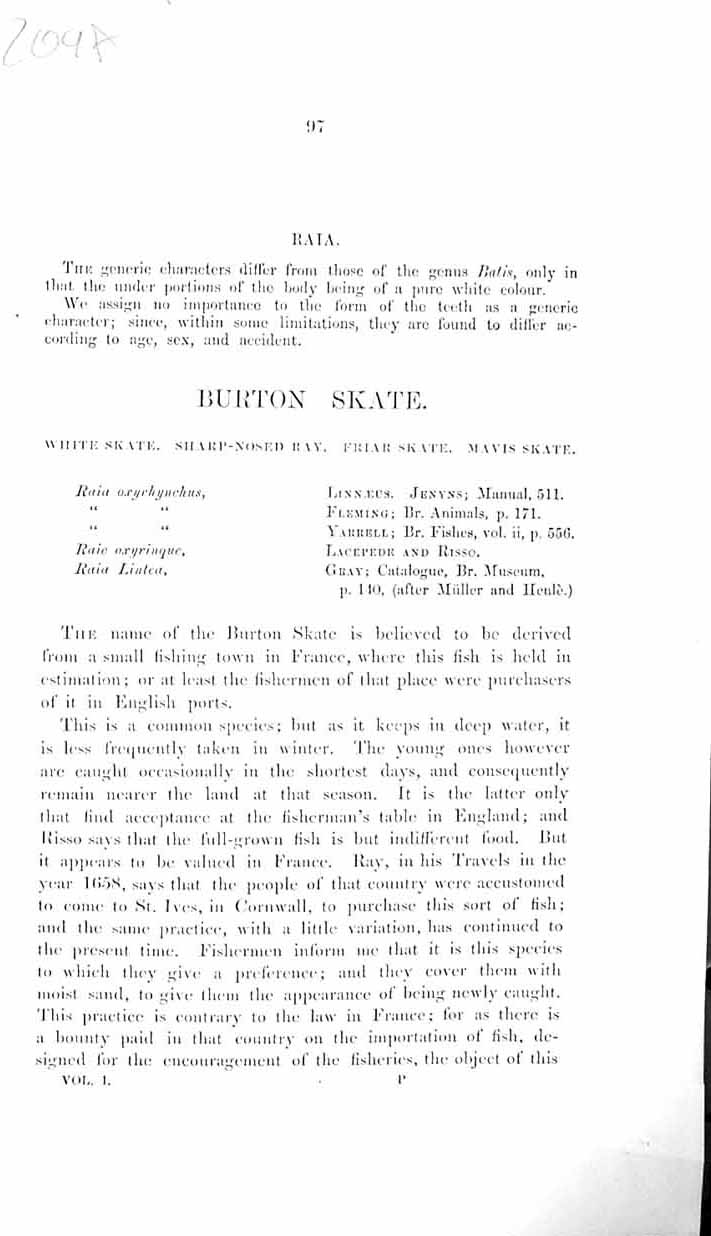 Old Couch Text Pages British Fish 1862 Burton Skate White Sharp-Nosed 19th