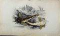 Original Old Antique Print Couch Colour British Fish 1863 Miller'S Thumb 19th