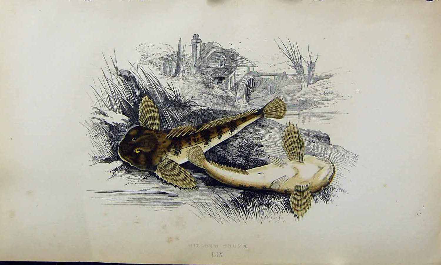 Original Old Antique Print Couch Colour British Fish 1863 Miller'S Thumb 19th
