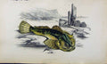 Original Old Antique Print Couch Colour British Fish 1863 Father-Lasher 19th