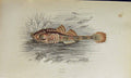 Original Old Antique Print Pogge Couch Colour British Fish 1863 19th