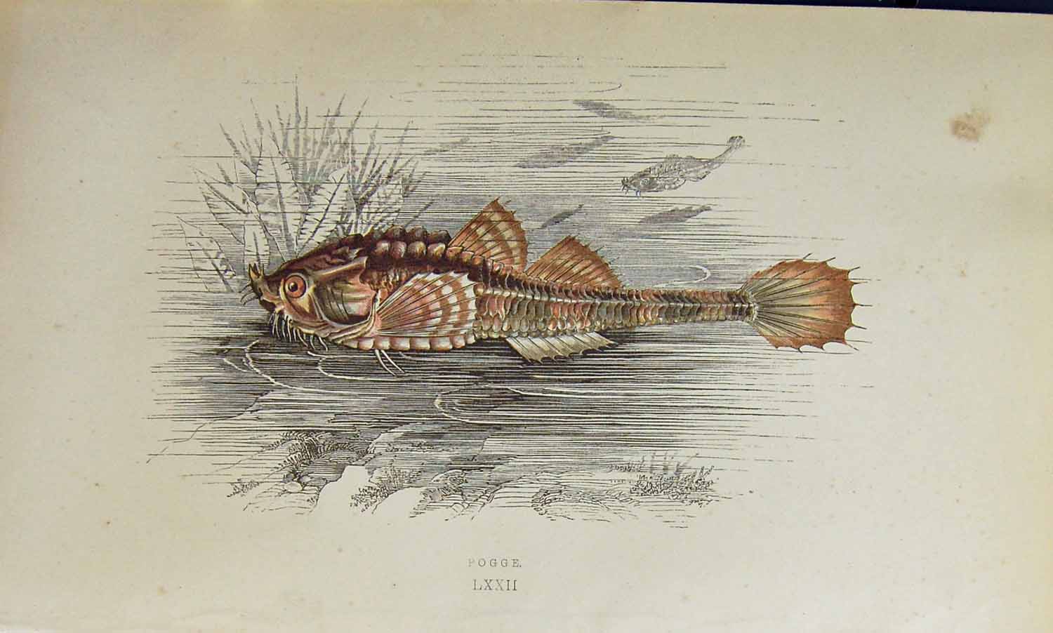 Original Old Antique Print Pogge Couch Colour British Fish 1863 19th