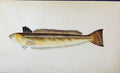 Original Old Antique Print Greater Weever Couch Colour British Fish 1863 19th