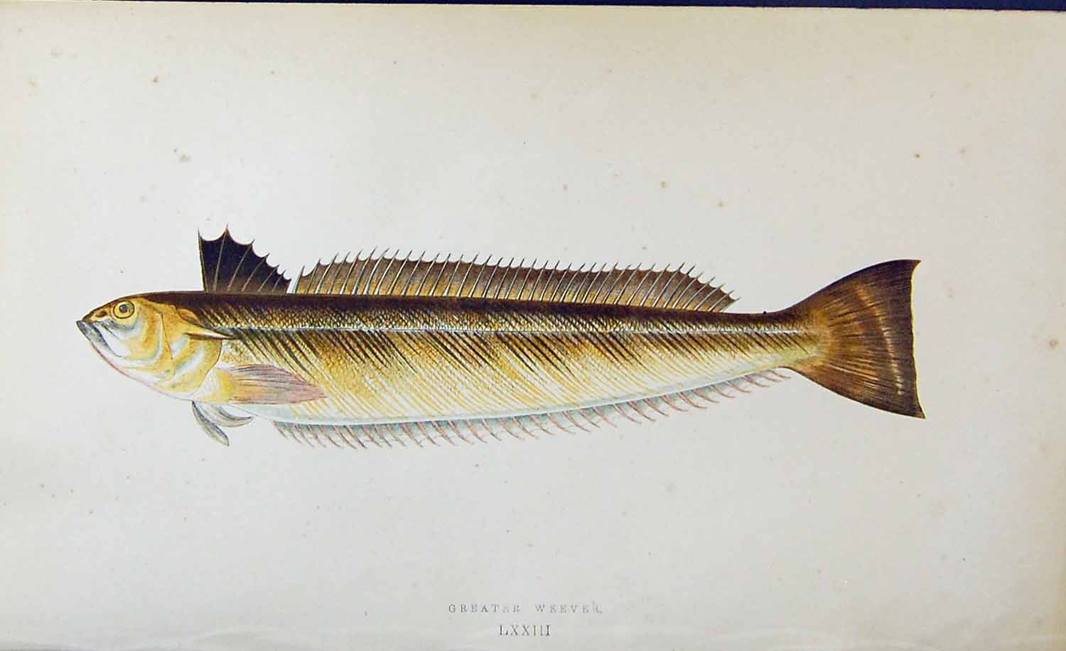 Original Old Antique Print Greater Weever Couch Colour British Fish 1863 19th