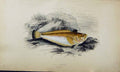 Original Old Antique Print Viper Weever Couch Colour British Fish 1863 19th