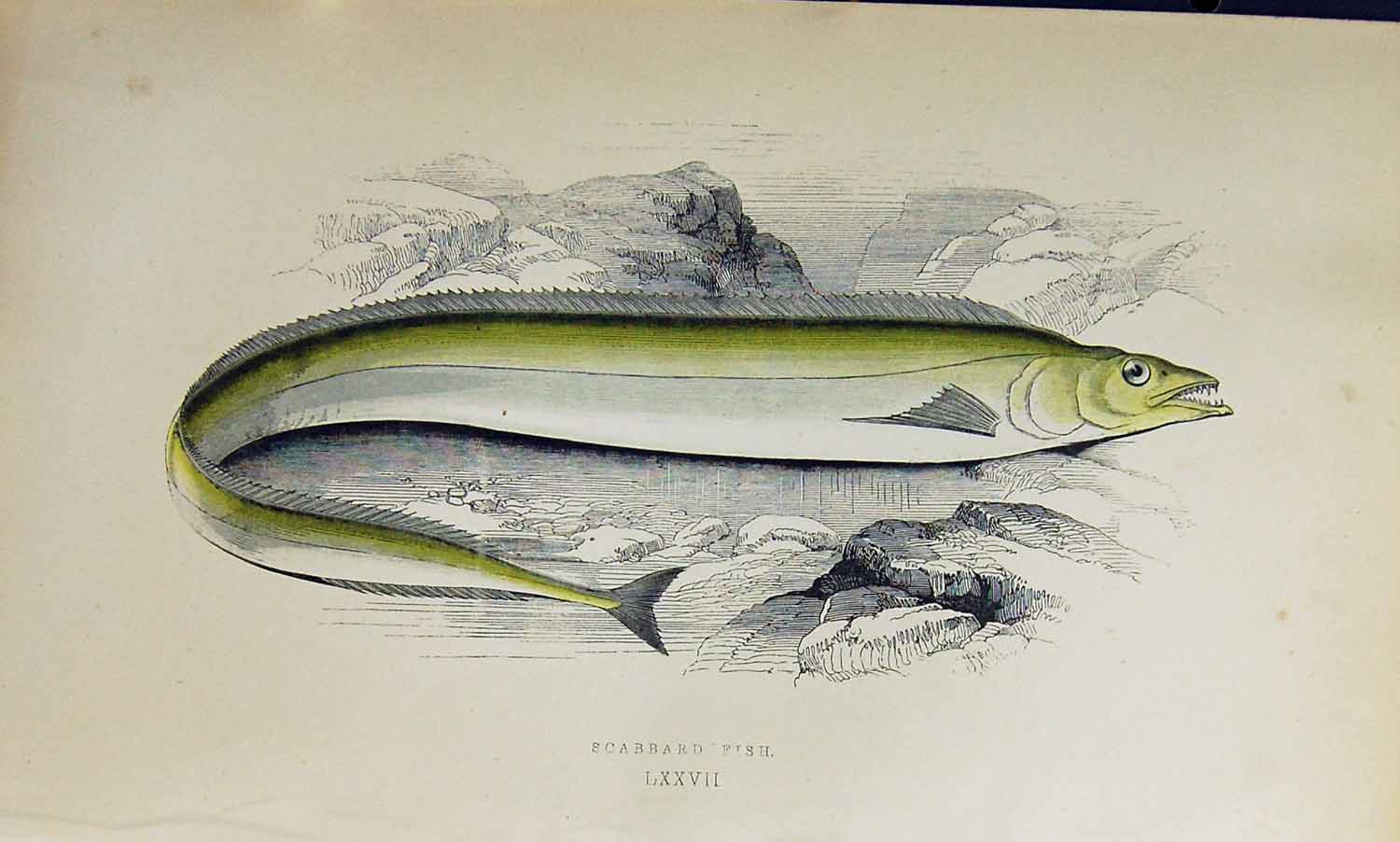 Original Old Antique Print Scabbard Fish Couch Colour British Fish 1863 19th