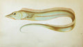 Original Old Antique Print Hairtail Couch Colour British Fish 1863 Victorian