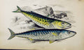 Original Old Antique Print Spanish Mackarel Couch Colour British Fish 1863 19th