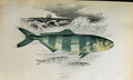 Original Old Antique Print Couch Colour British Fish 1863 Pilot Fish Victorian