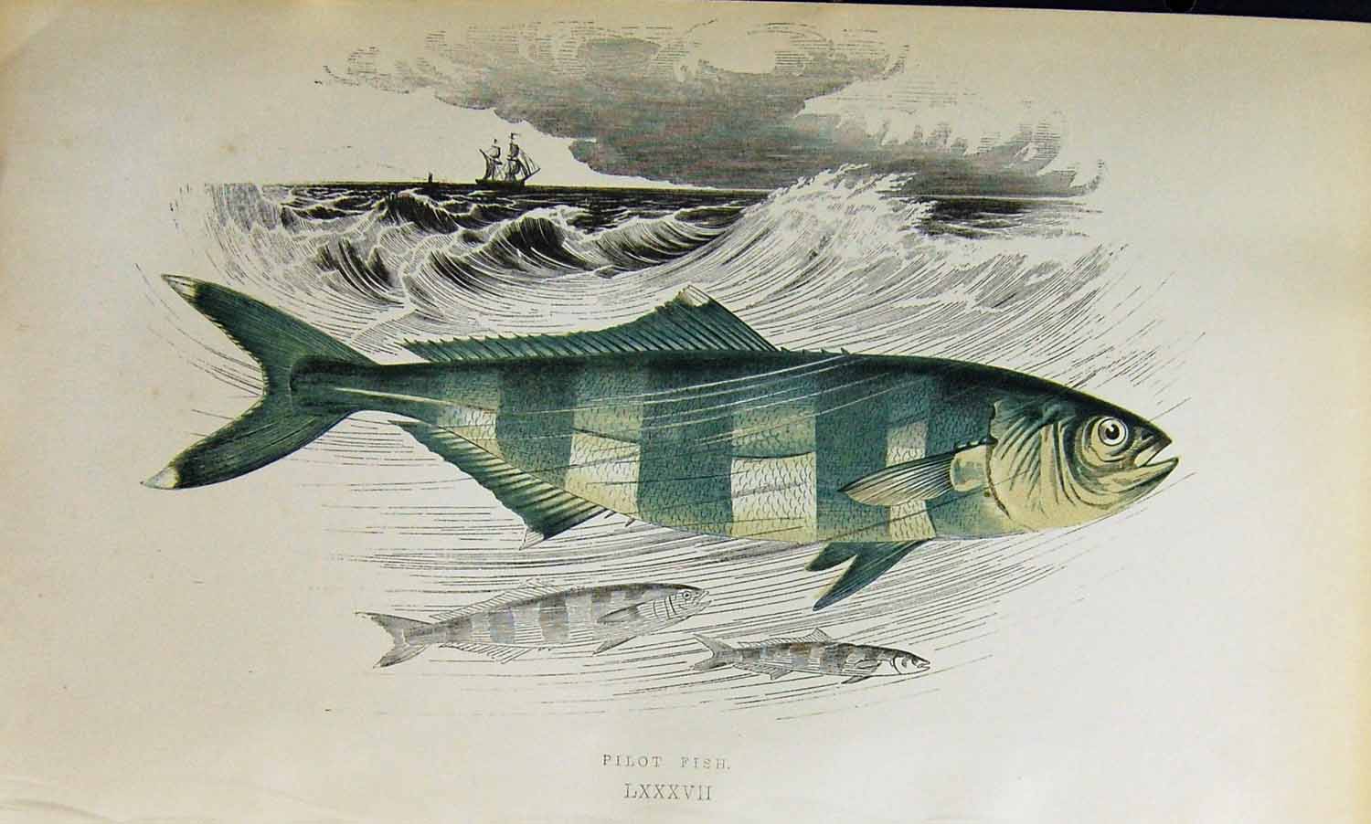 Original Old Antique Print Couch Colour British Fish 1863 Pilot Fish Victorian