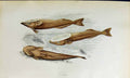 Original Old Antique Print Remora Couch Colour British Fish 1863 19th