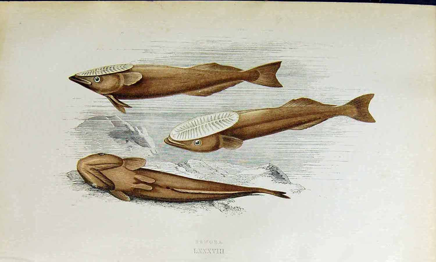 Original Old Antique Print Remora Couch Colour British Fish 1863 19th