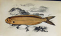 Original Old Antique Print Couch Colour British Fish 1863 Cornish Centrolophus
