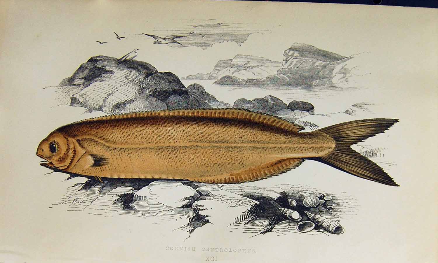 Original Old Antique Print Couch Colour British Fish 1863 Cornish Centrolophus