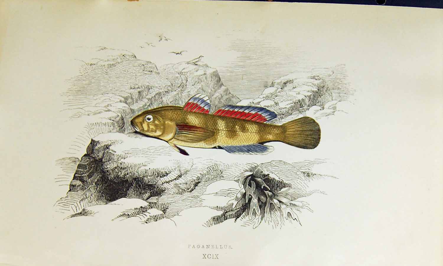 Original Old Antique Print Couch Colour British Fish 1863 Paganellus Victorian