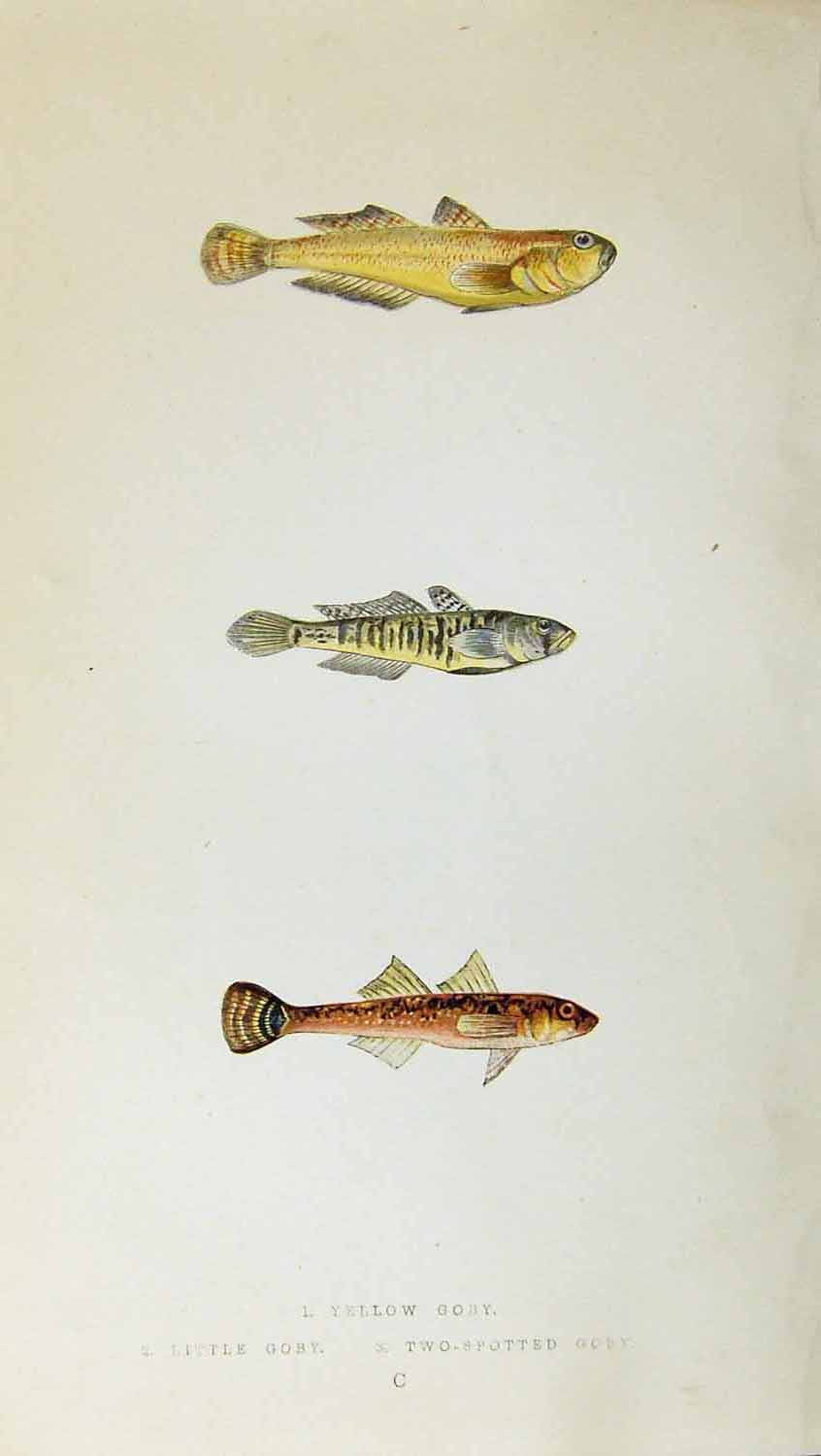 Antique Print Couch Colour British Fish 1863 Yellow Little Two-Spotted Goby
