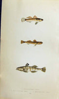 Old Couch British Fish 1863 Broad-Finned Tail-Spotted One-Spotted Gob Victorian