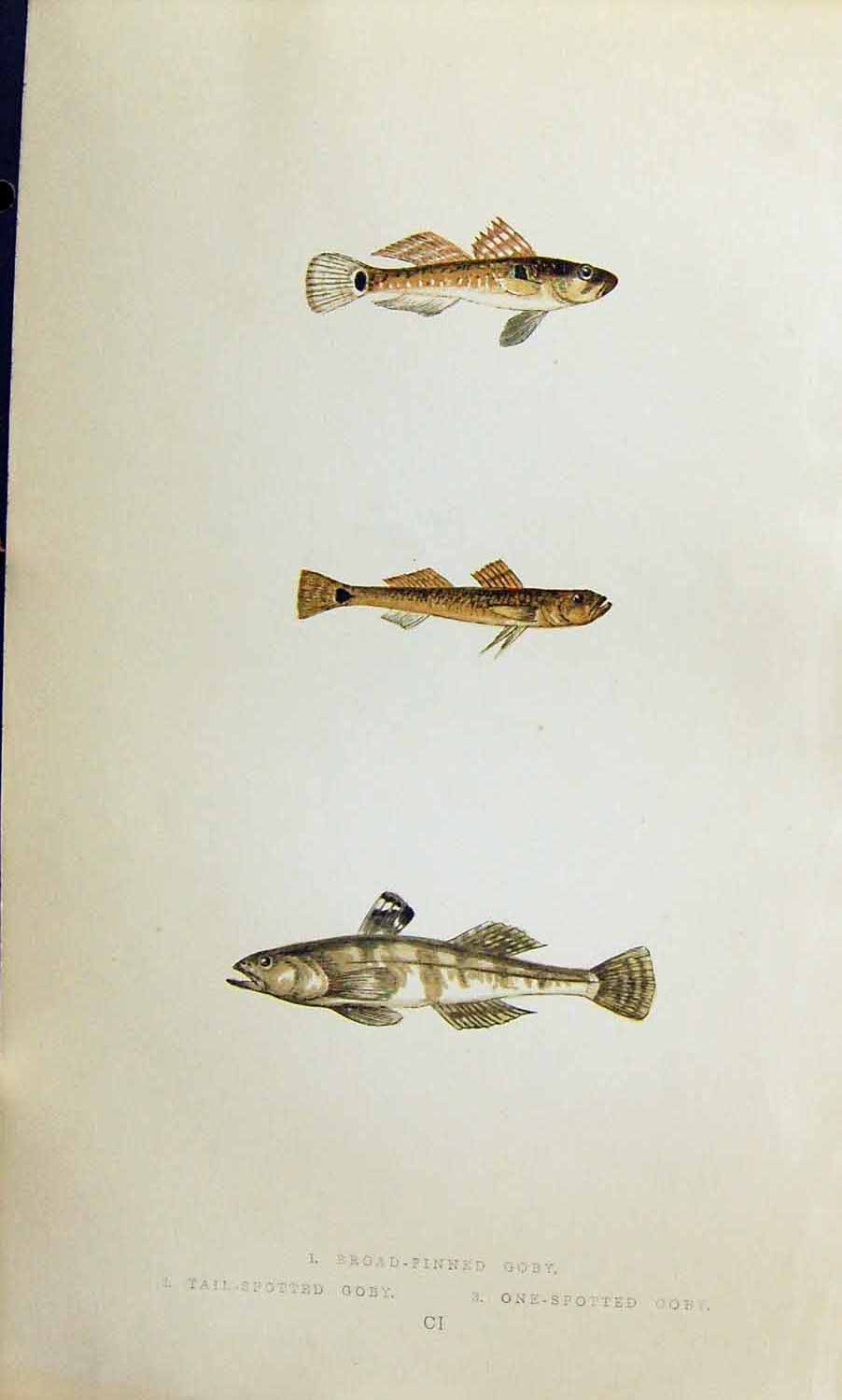 Old Couch British Fish 1863 Broad-Finned Tail-Spotted One-Spotted Gob Victorian