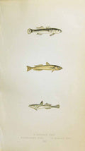 Antique Old Print Couch British Fish 1863 Speckled Transparent Slender Goby