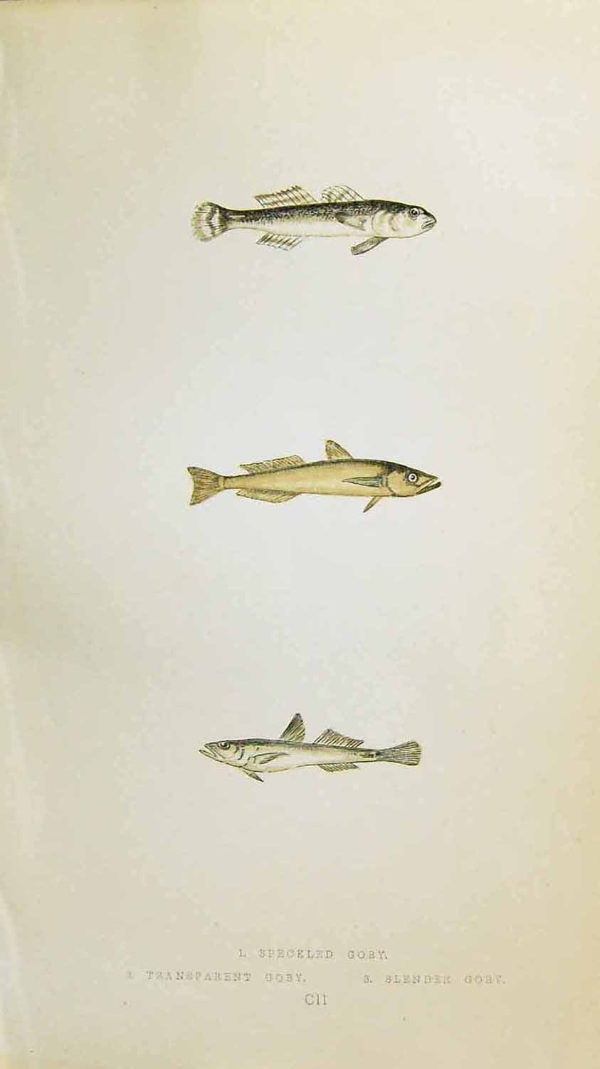 Antique Old Print Couch British Fish 1863 Speckled Transparent Slender Goby
