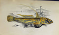 Original Old Antique Print Couch Colour British Fish 1863 Yellow Skulpin 19th