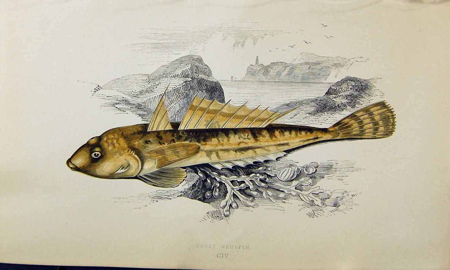 Original Old Antique Print Couch Colour British Fish 1863 Dusky Skulpin 19th