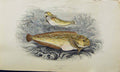 Original Old Antique Print Couch Colour British Fish 1863 Sea Snail Victorian