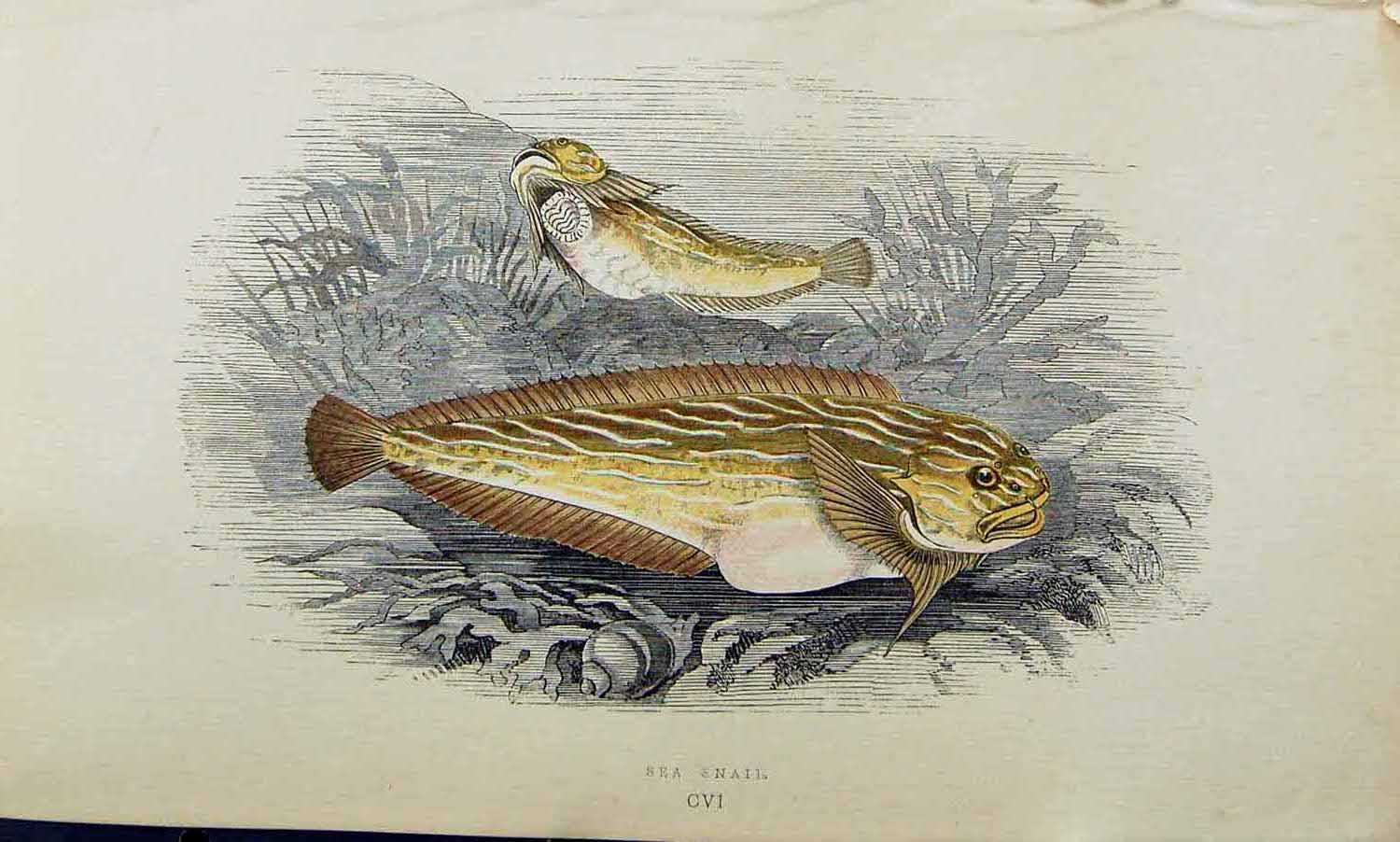 Original Old Antique Print Couch Colour British Fish 1863 Sea Snail Victorian