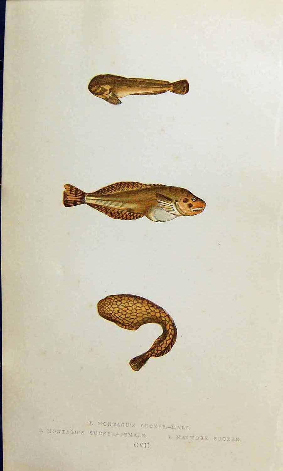 Antique Old Print Network Montagu'S Sucker Male Femalecouch British Fish 1863