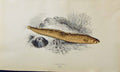 Original Old Antique Print Couch Colour British Fish 1863 Butterfish Victorian