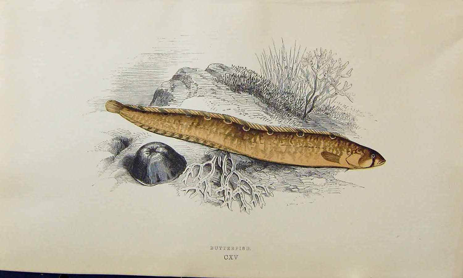 Original Old Antique Print Couch Colour British Fish 1863 Butterfish Victorian