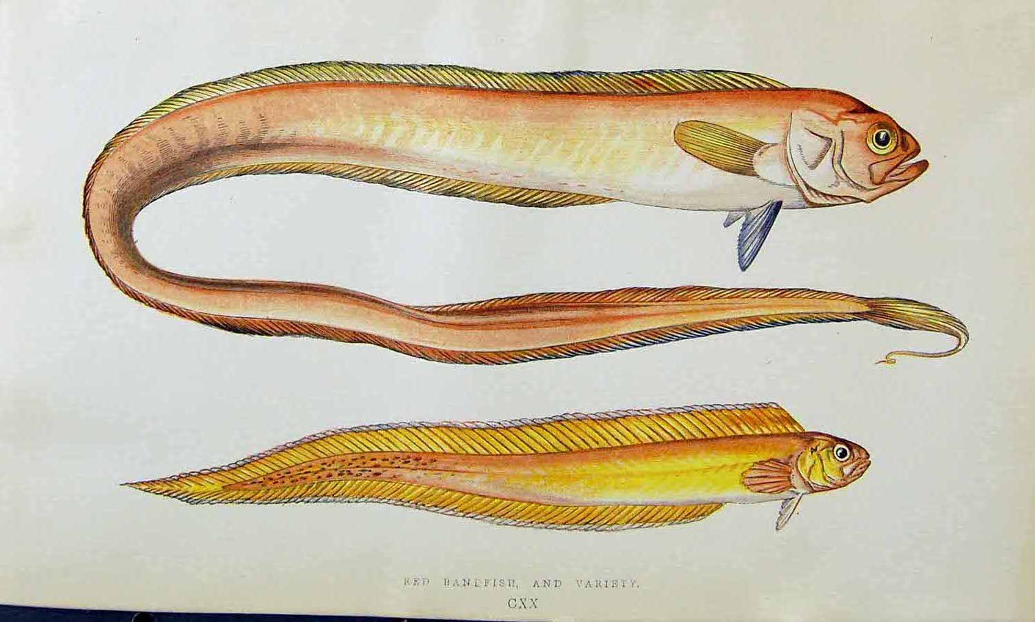 Original Old Antique Print Red Bandfish Variety Couch Colour British Fish 1863
