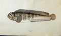 Original Old Antique Print Wolf-Fish Couch Colour British Fish 1863 Victorian