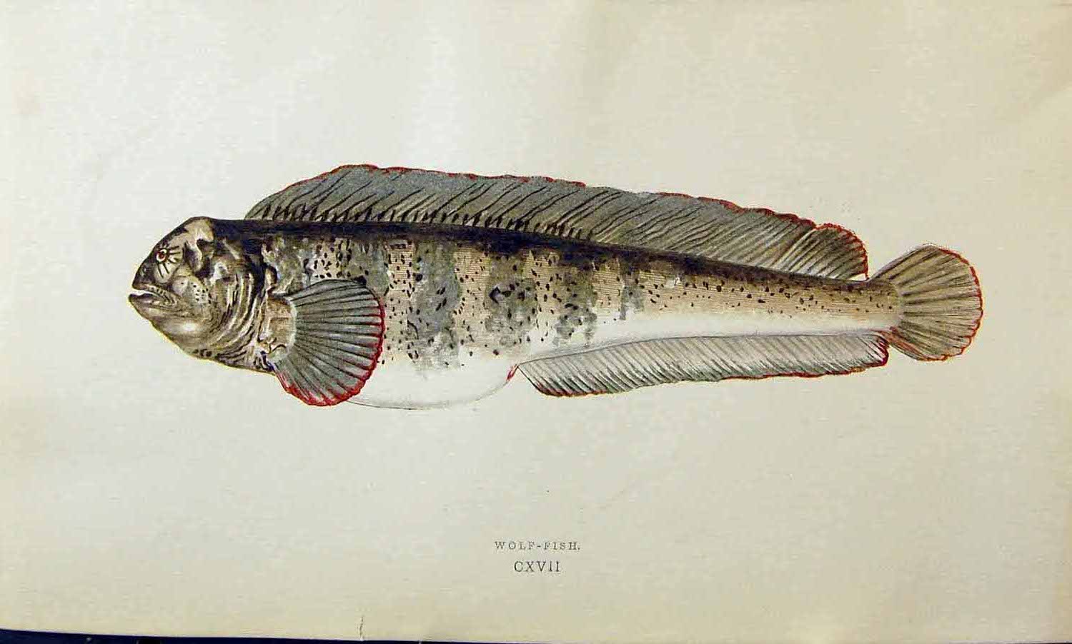 Original Old Antique Print Wolf-Fish Couch Colour British Fish 1863 Victorian